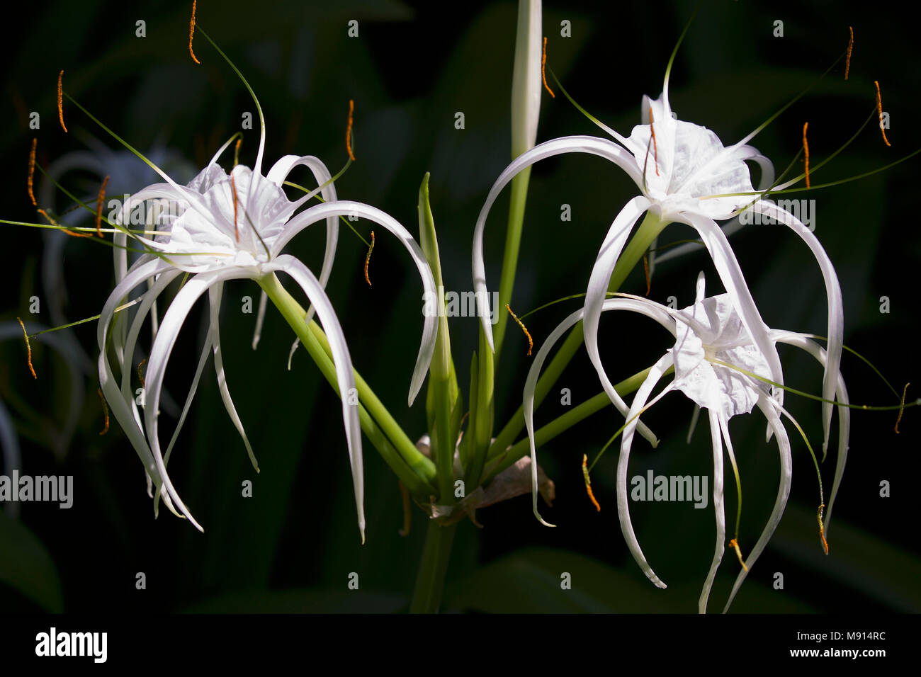 White tropical cultivated flowers with long petals, Myanmar Stock Photo ...