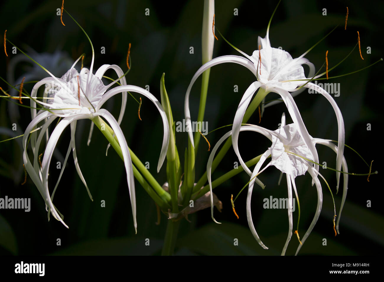 White tropical cultivated flowers with long petals, Myanmar Stock Photo ...