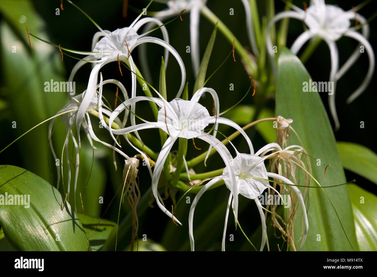 White tropical cultivated flowers with long petals, Myanmar Stock Photo ...