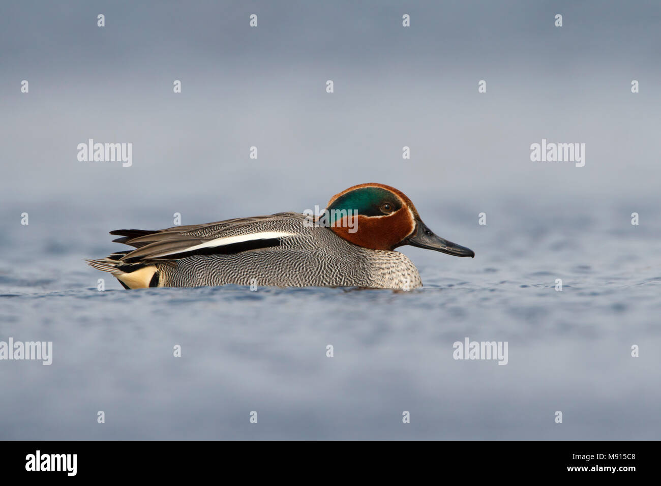 Wintertaling laagstandpunt; Common teal low point of view; Stock Photo