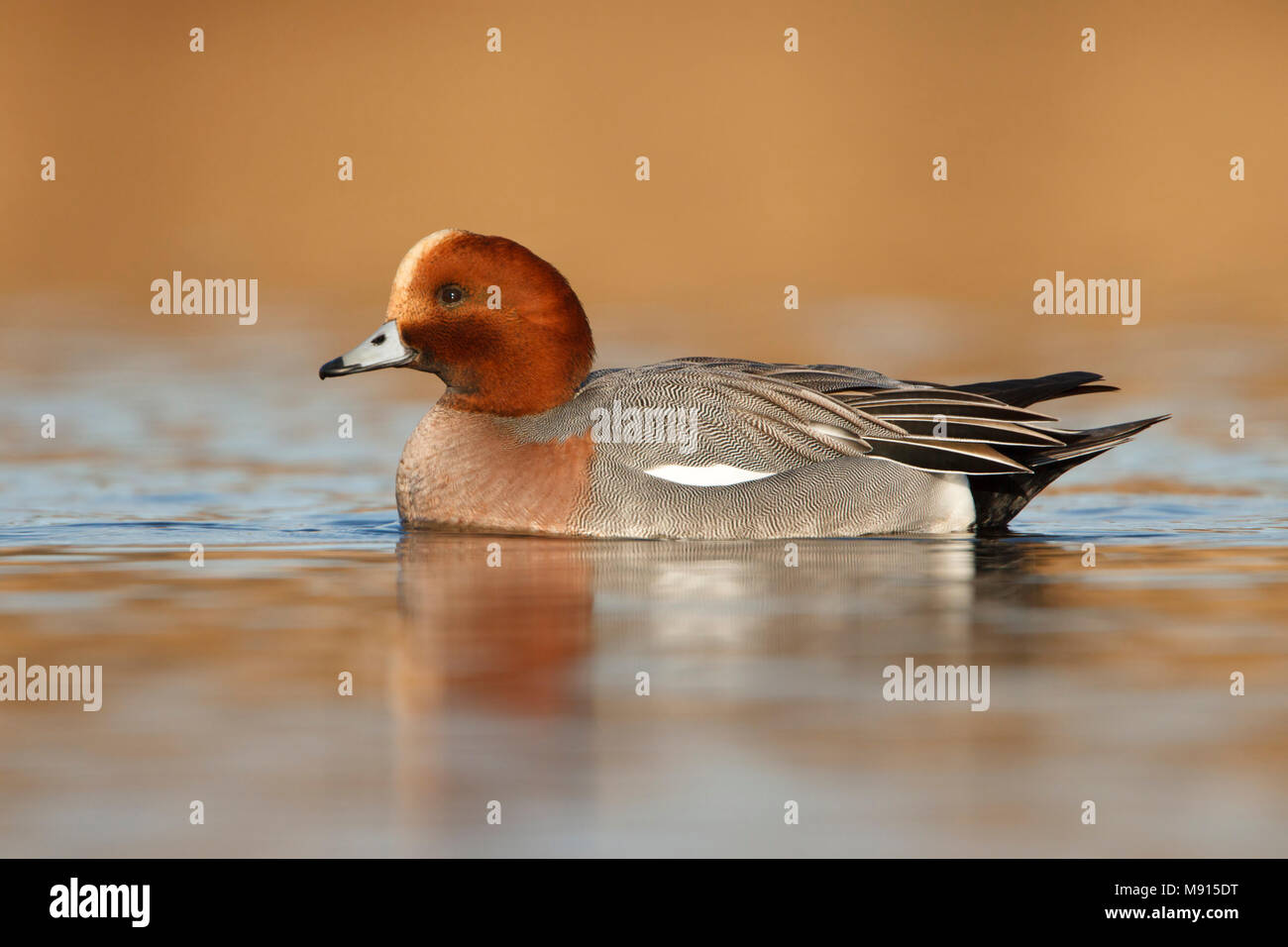 Smient man in ochtend licht; Eurasian Wigeon in early morning light; Stock Photo