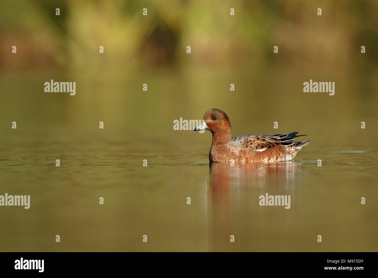 Smient in eclips kleed; Eurasian Wigeon in eclips ; Stock Photo