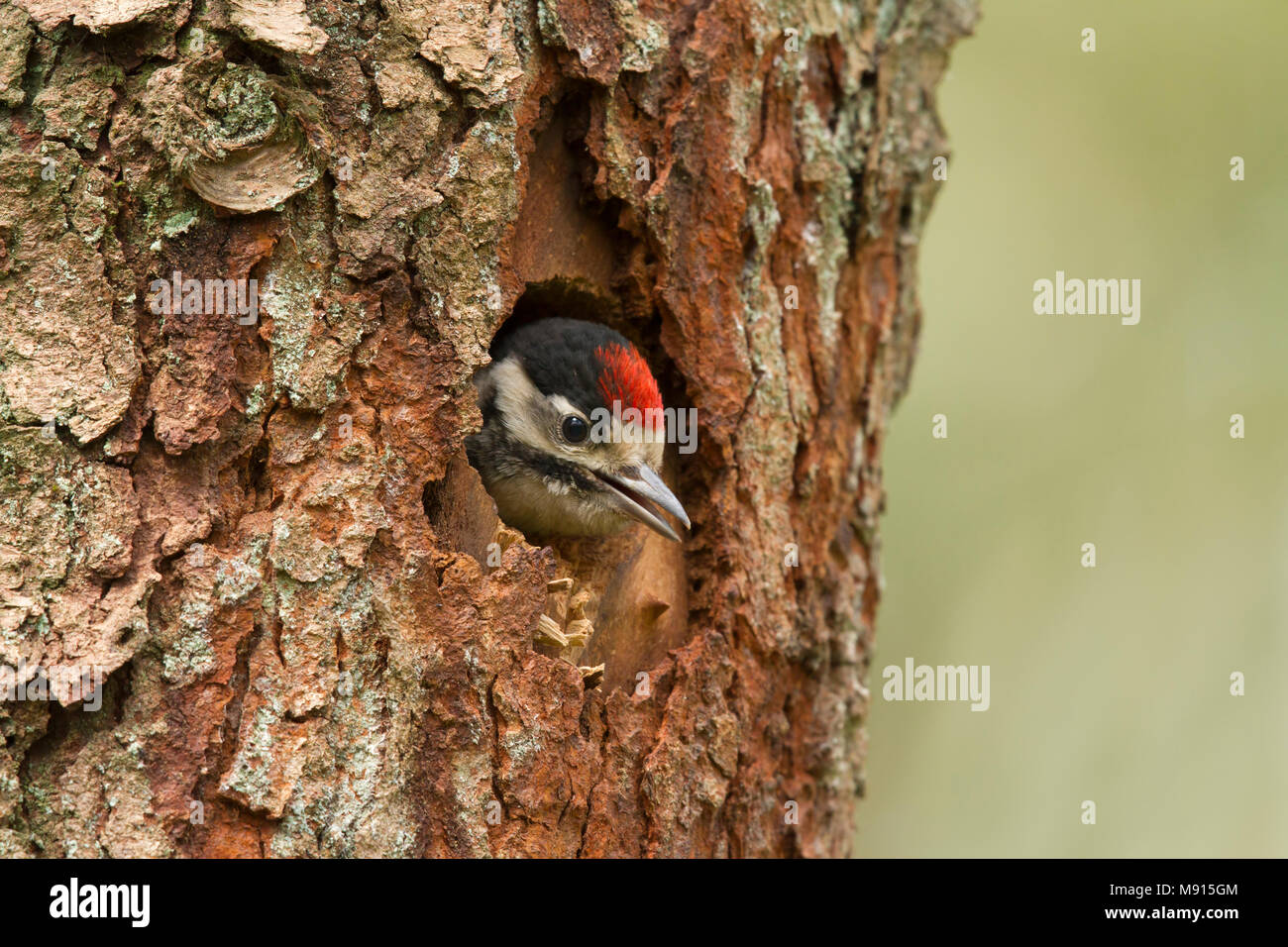 The Netherlands Great Spotted Woodpecker At Nest Hi res Stock the-netherlands-great-spotted-woodpecker-at-nest-hi-res-stock