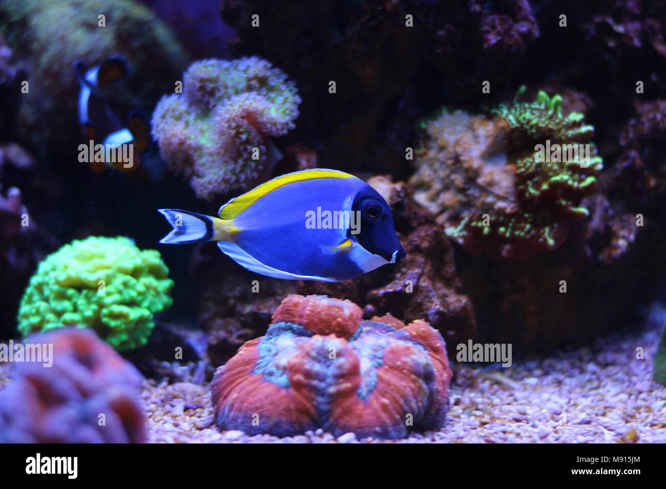 Powder blue tang Stock Photo Alamy