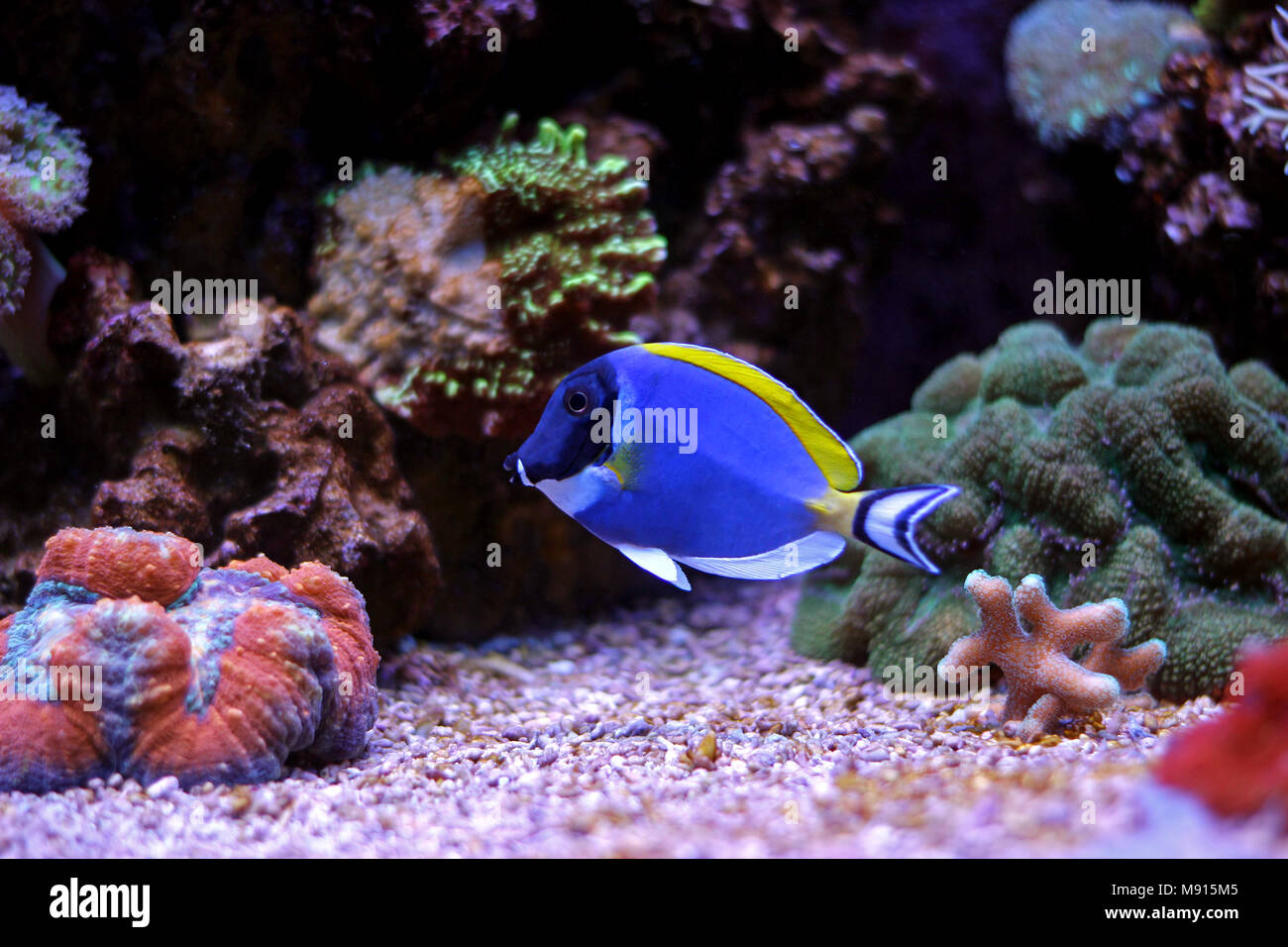 Powder blue tang Stock Photo Alamy