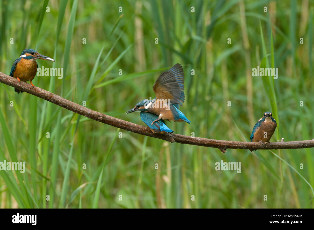 Ijsvogel vrouw voert de jongen; Kingfisher female feeding the juveniles; eisvogel; Alcedo atthis ispida Stock Photo