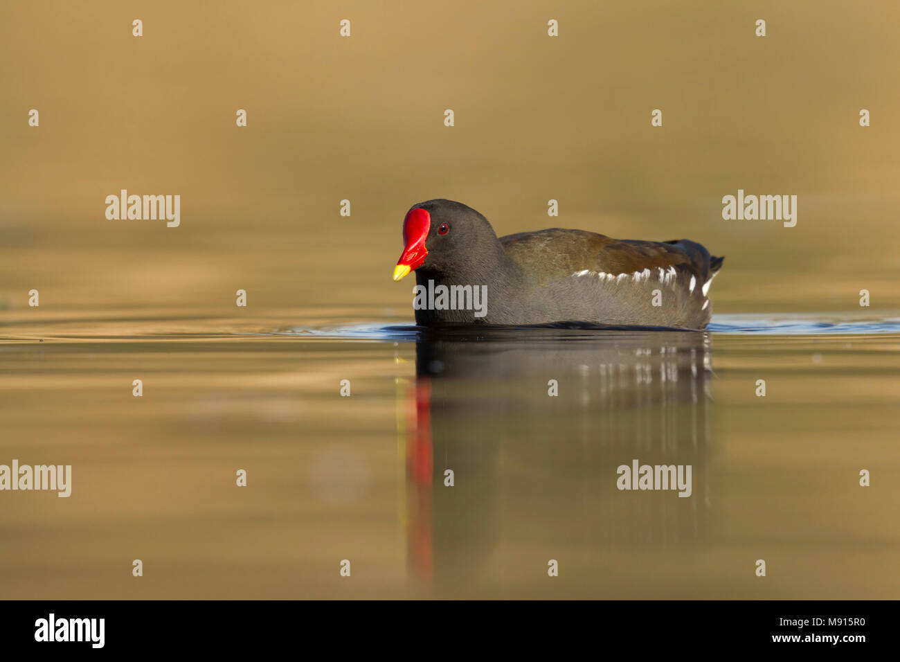 waterhoen laagstandpunt; Moorhen low point of view Stock Photo