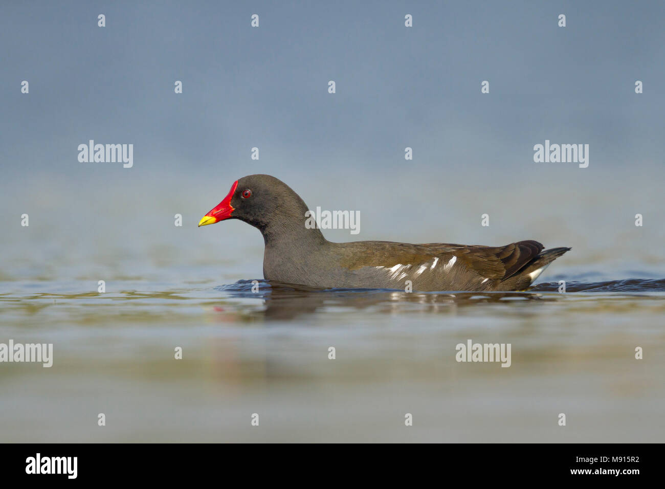 waterhoen laagstandpunt; Moorhen low point of view Stock Photo