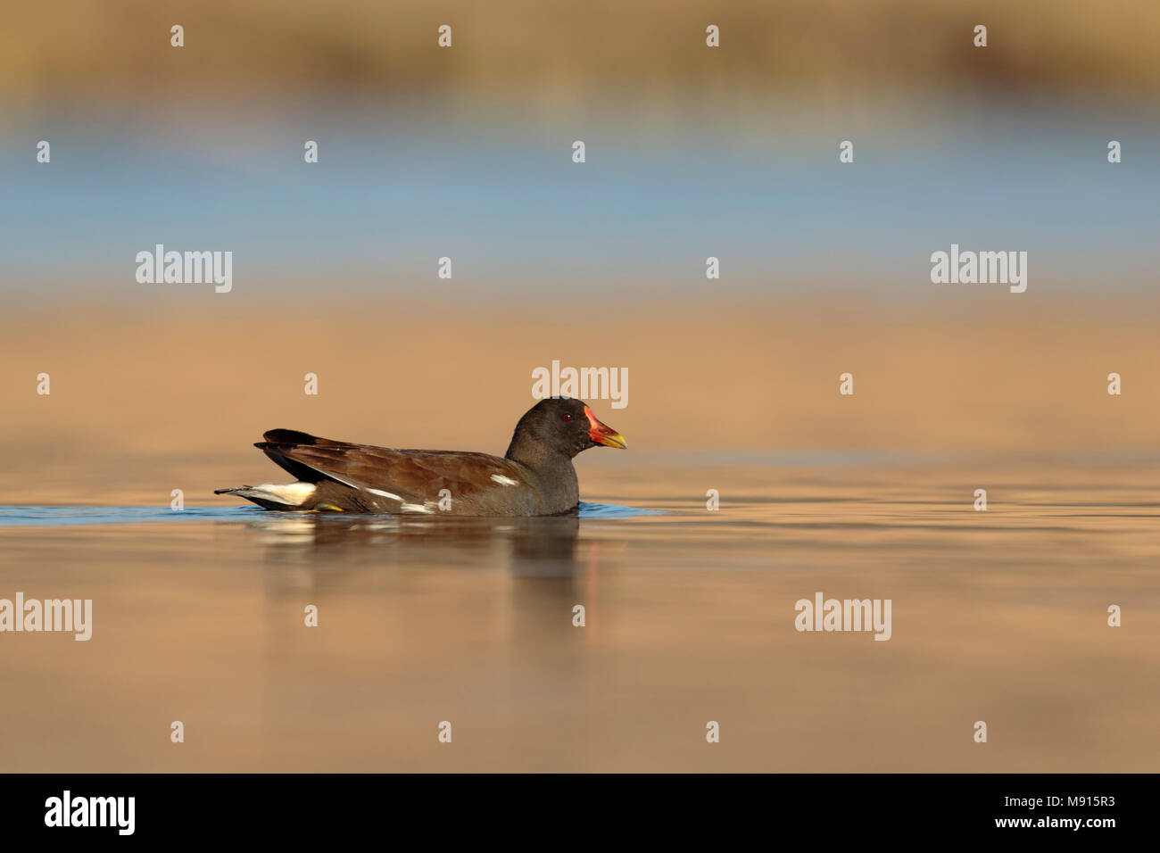 waterhoen laagstandpunt op het water;  Moorhen low point on water; Stock Photo