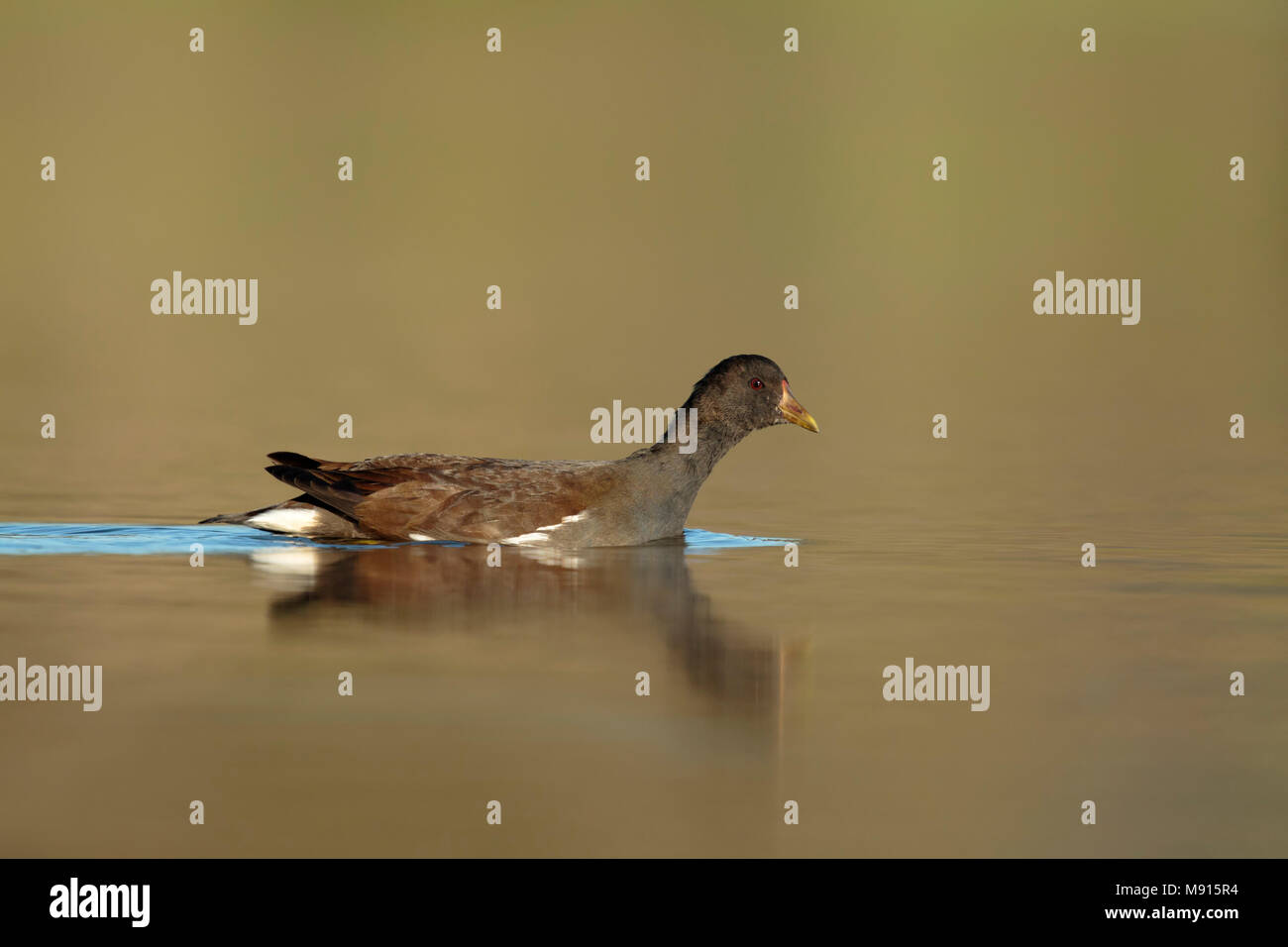 Zwemmende jonge waterhoen;  Swimming  Common Moorhen juvenile; Stock Photo