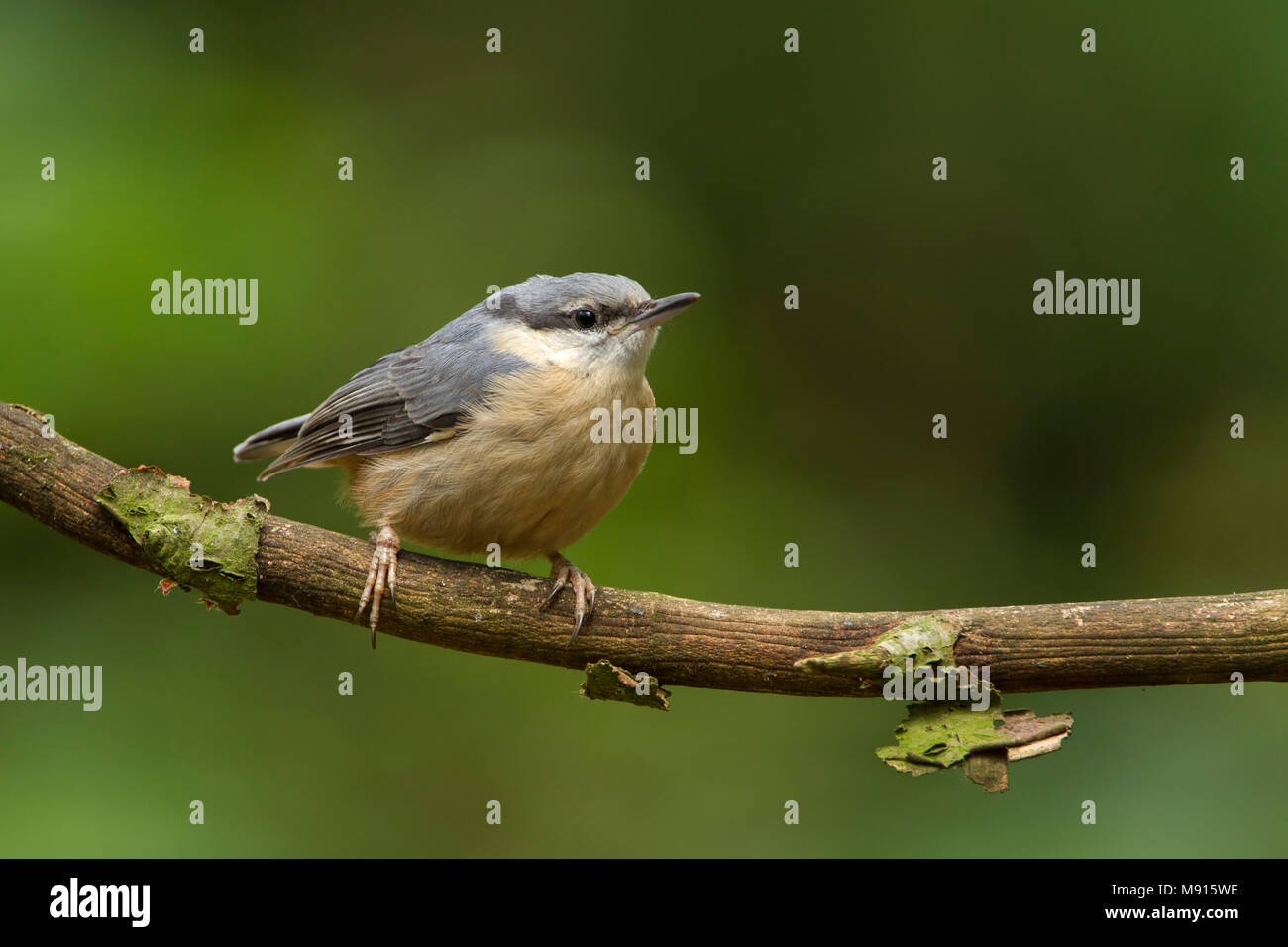 Boomklever jong zittend op tak;  European Nuthatch juvenile sitting on pearch Stock Photo