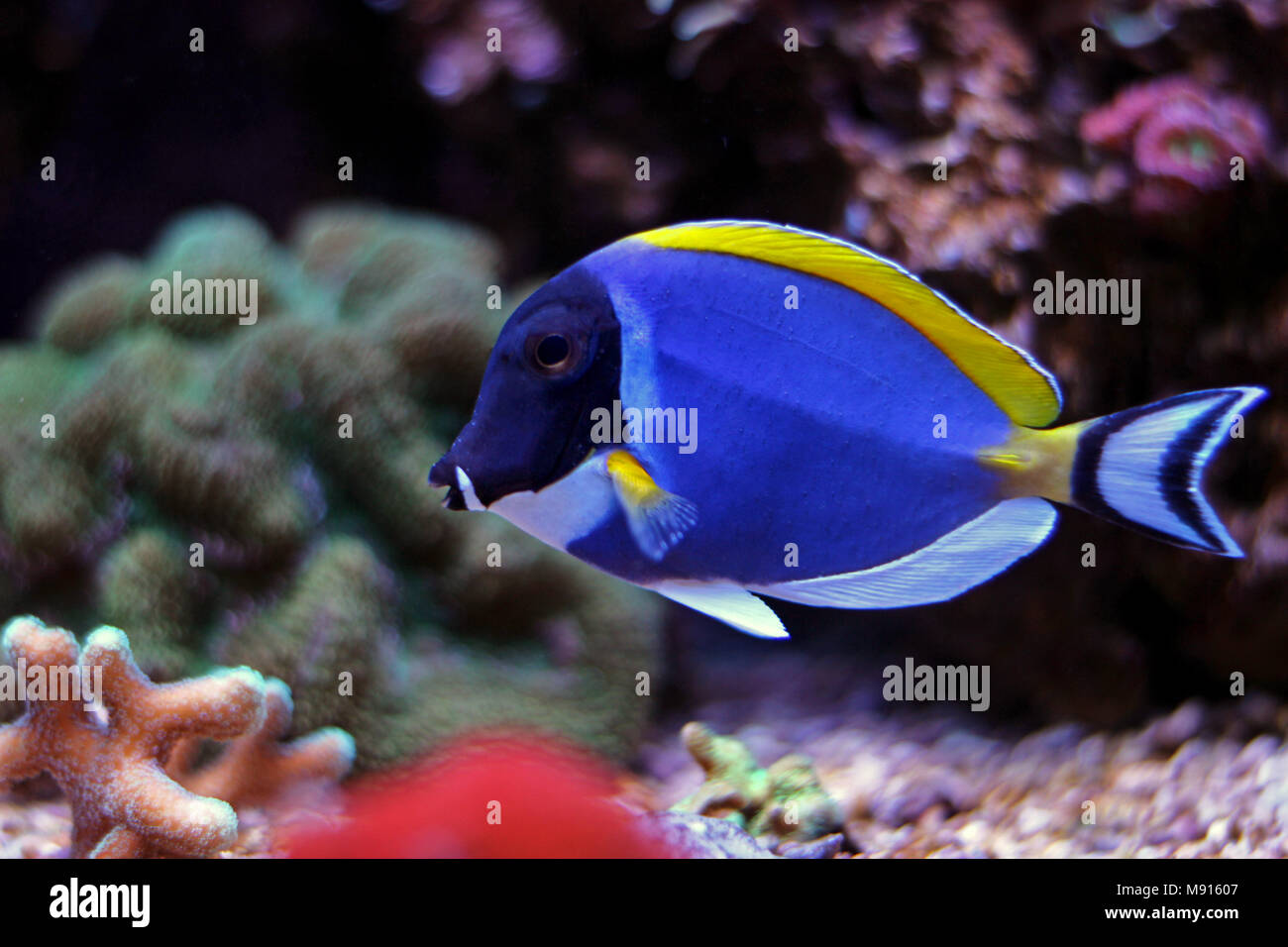 Powder blue tang Stock Photo Alamy