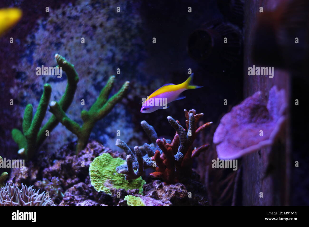Evansi anthias fish Stock Photo