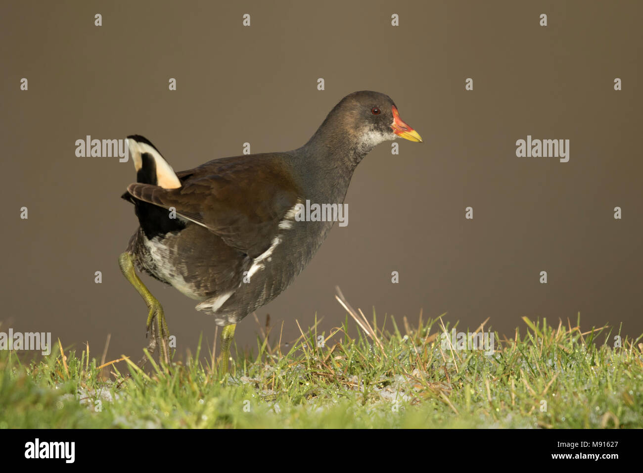 waterhoen zoekt eten;  Moorhen searching for food; Stock Photo