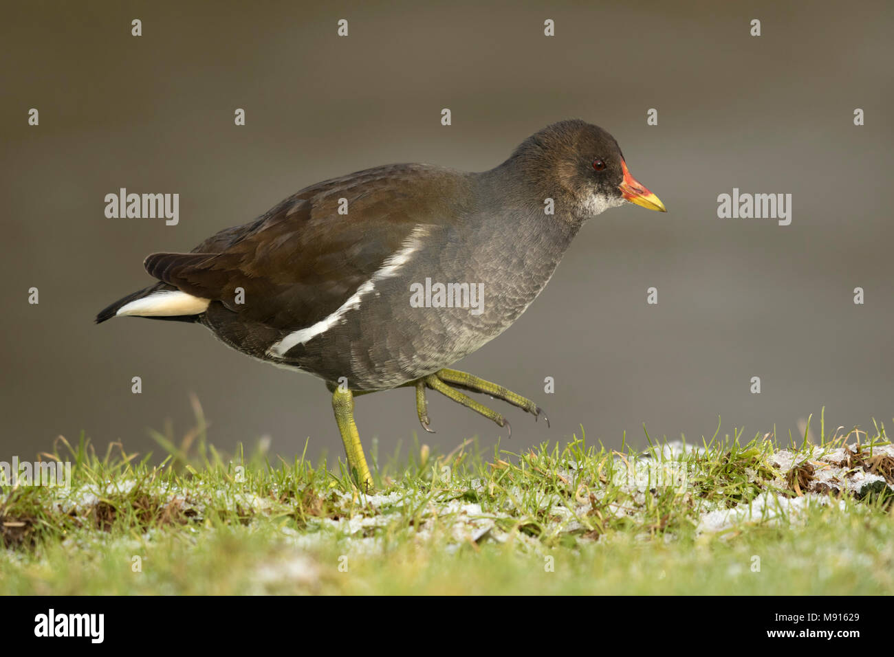 waterhoen lopend langs waterrand;  Moorhen walking arround; Stock Photo