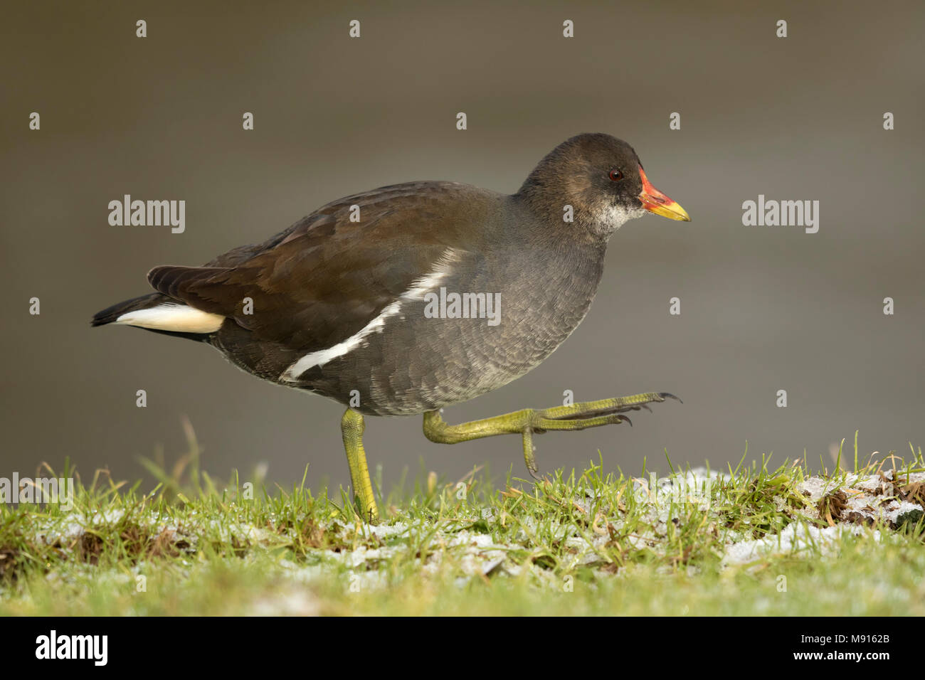 waterhoen lopend lange waterl;  Moorhen walking arround; Stock Photo