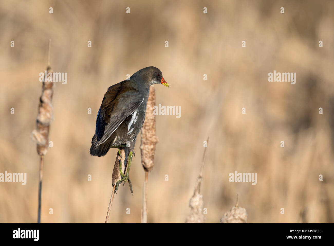 waterhoen jong boven op een Grote lisdodde;  Moorhen juvenile sitting on top common cattail; Stock Photo