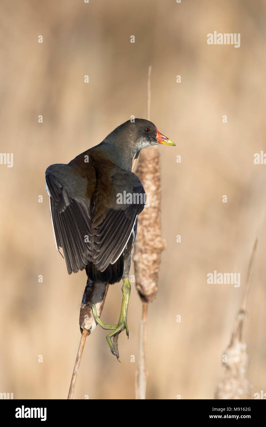 waterhoen jomg klimt bovenop een grote Lisdodde;  Moorhen juvenile climbing on top of common cattail ; Stock Photo