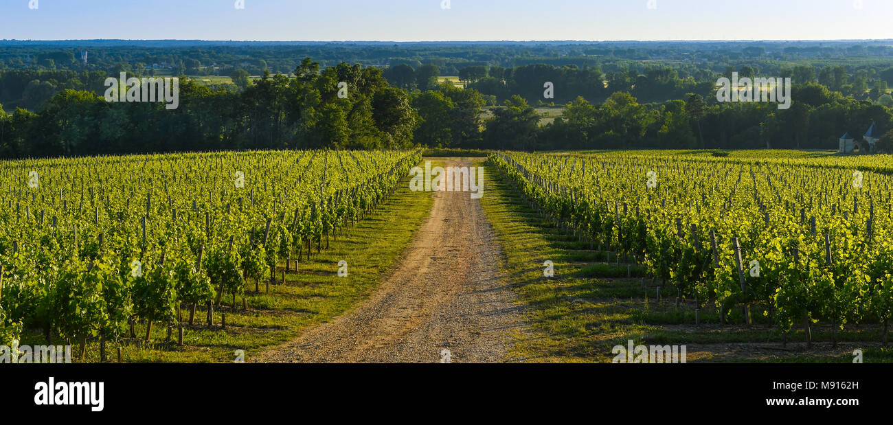 Vineyard Sunrise, Bordeaux Vineyard Stock Photo