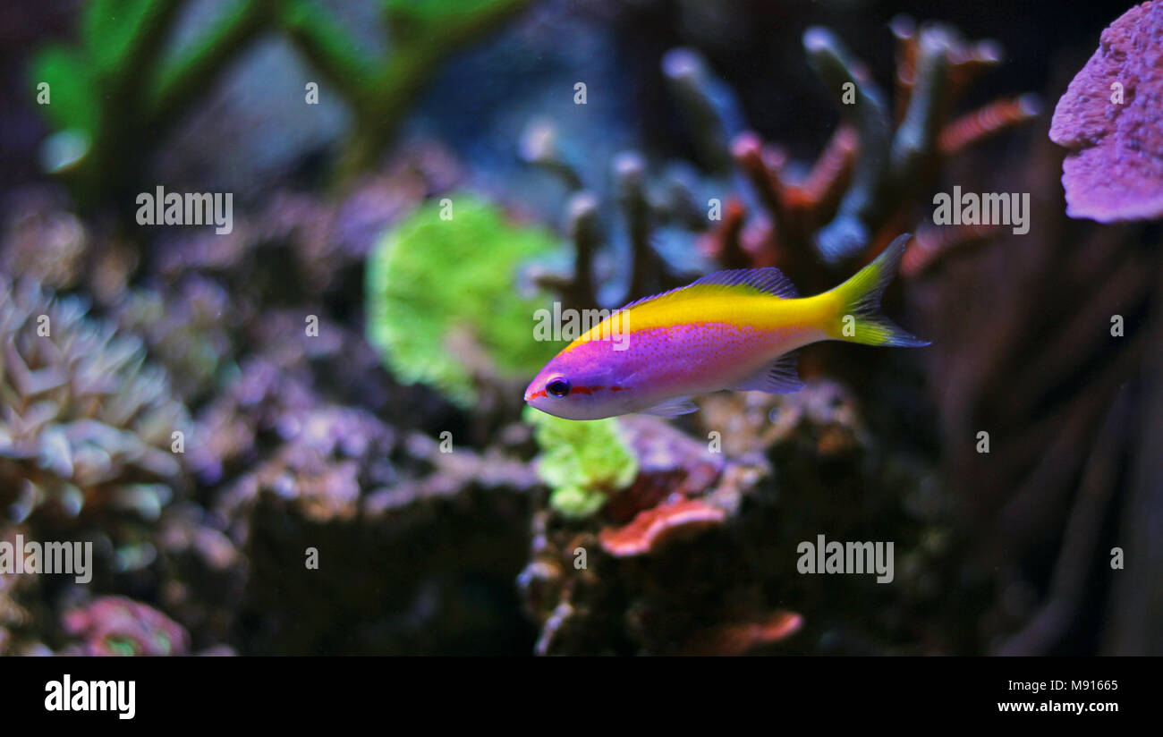 Evansi anthias fish in reef aquarium Stock Photo