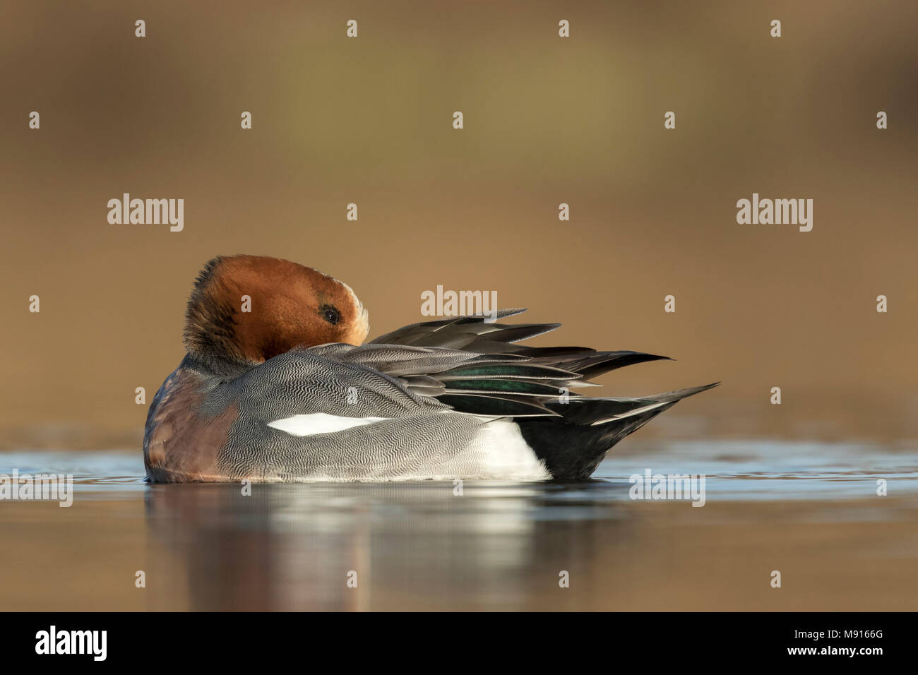 Smient poetst veren; Eurasian Wigeon cleaning feathers; Stock Photo