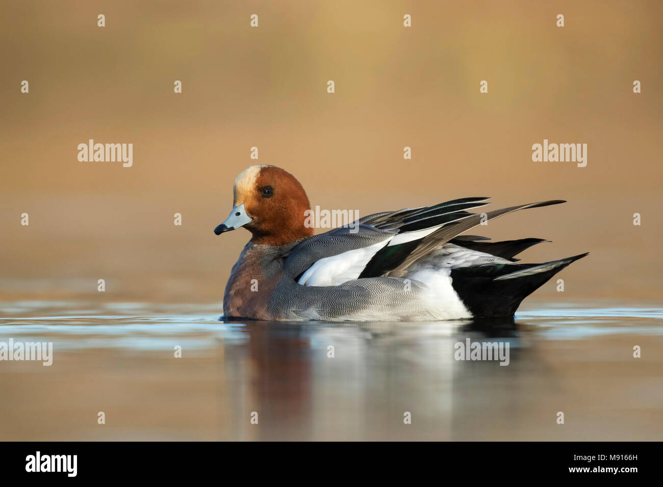 Smient laag standpunt; Eurasian Wigeon low point of view; Stock Photo