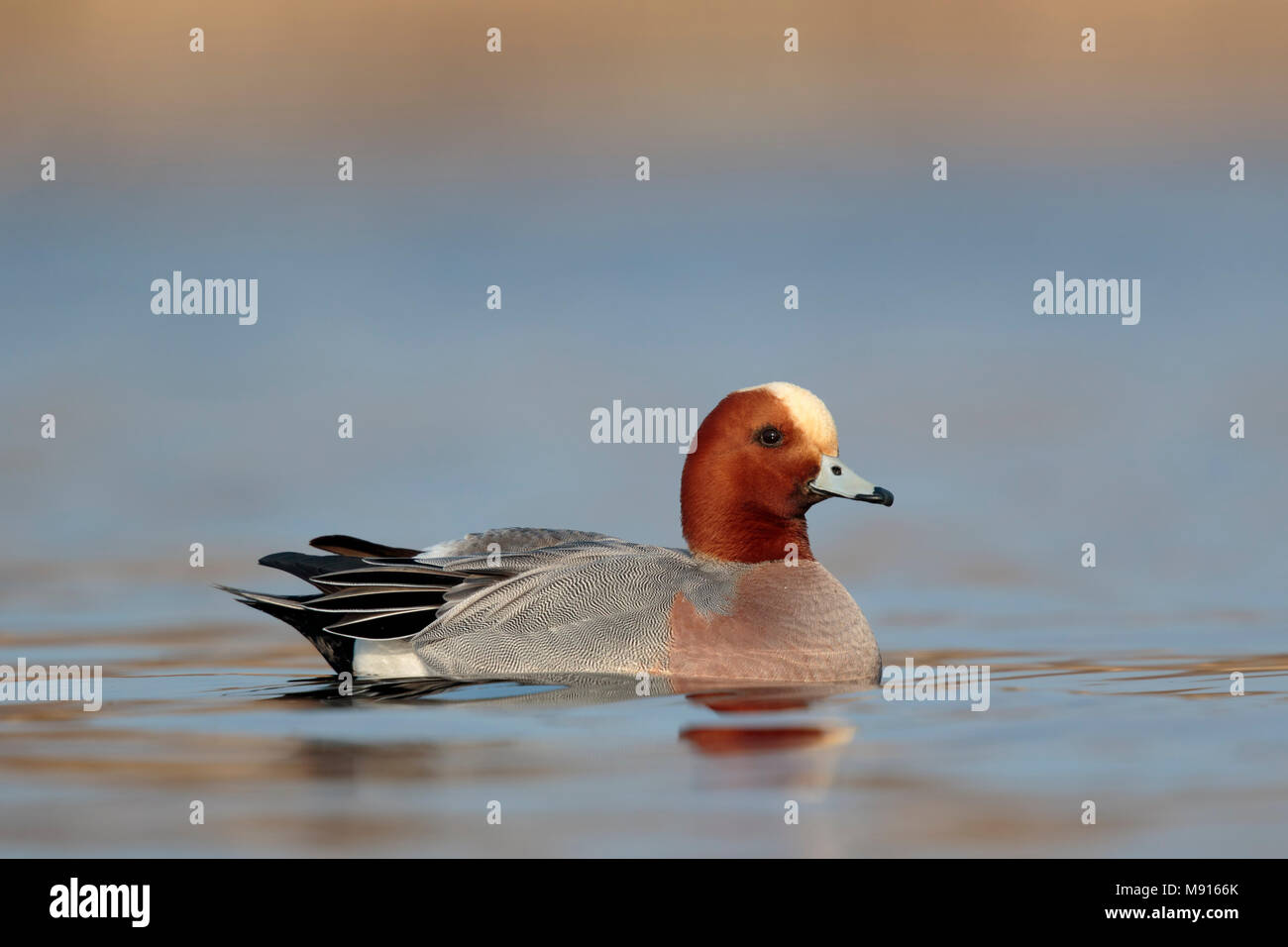 Smient; Eurasian Wigeon; Stock Photo