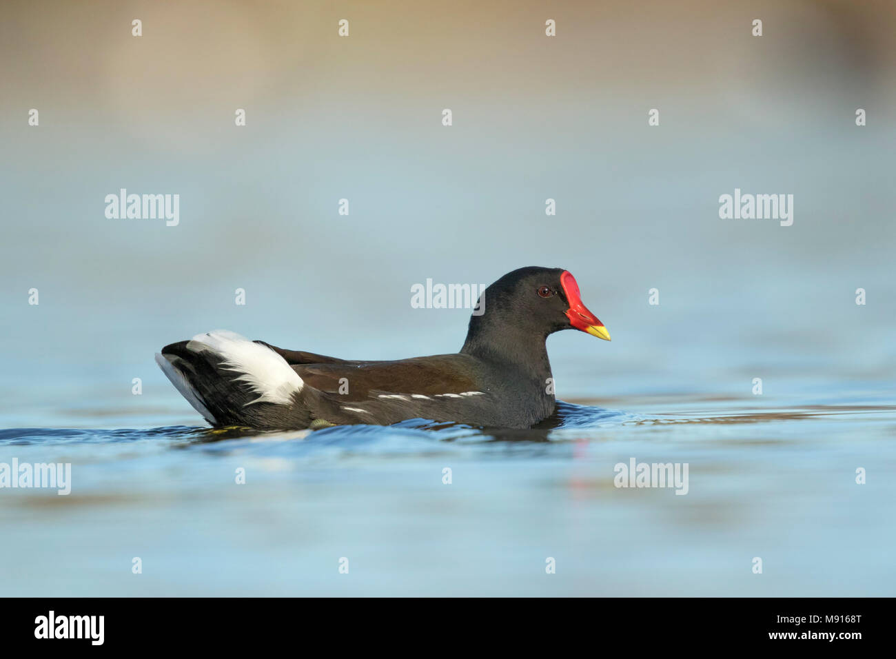waterhoen laag standpunt;  Moorhen low point of view; Stock Photo