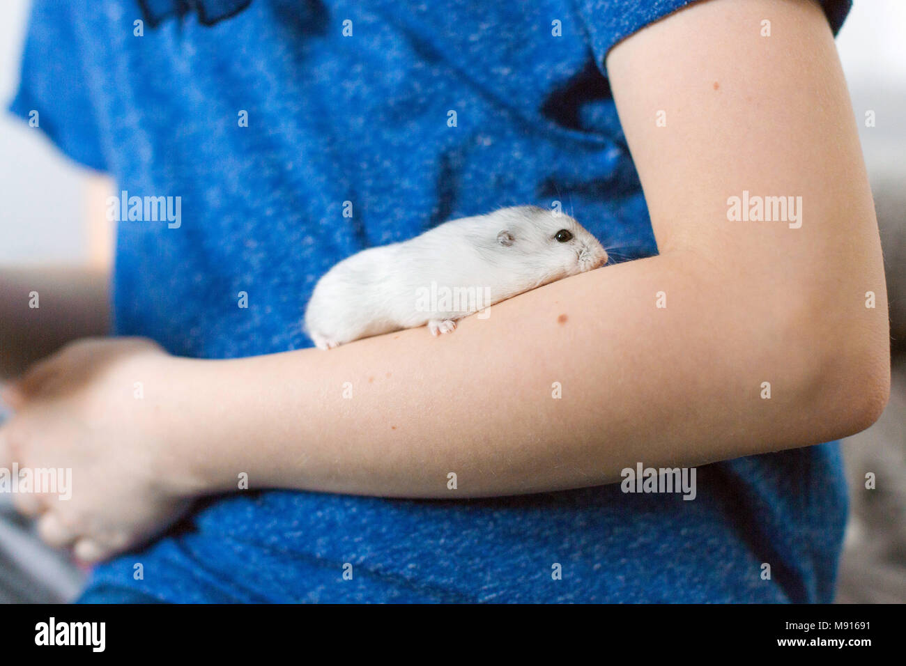 Djungarian hamster climbing child's arm Stock Photo
