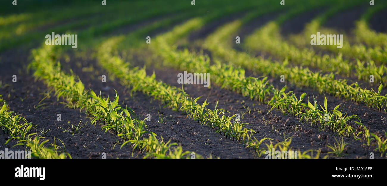 Corn Field, French Countryside Stock Photo