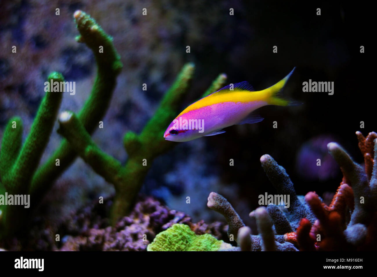 Evansi anthias fish in reef aquarium Stock Photo
