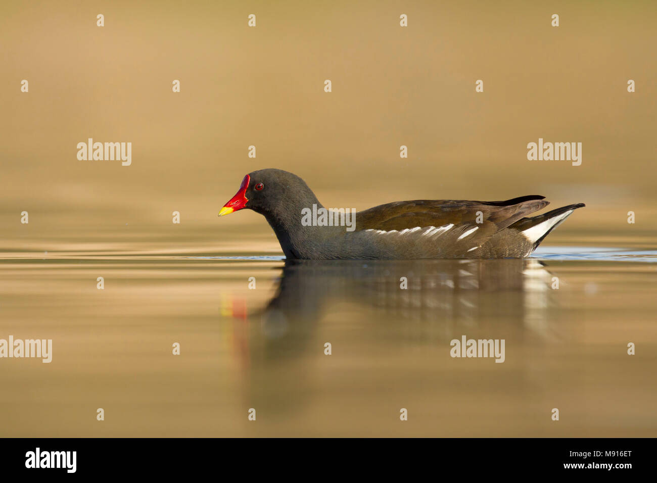 waterhoen laagstandpunt zijzicht;  Moorhen low point of view sideview; Stock Photo
