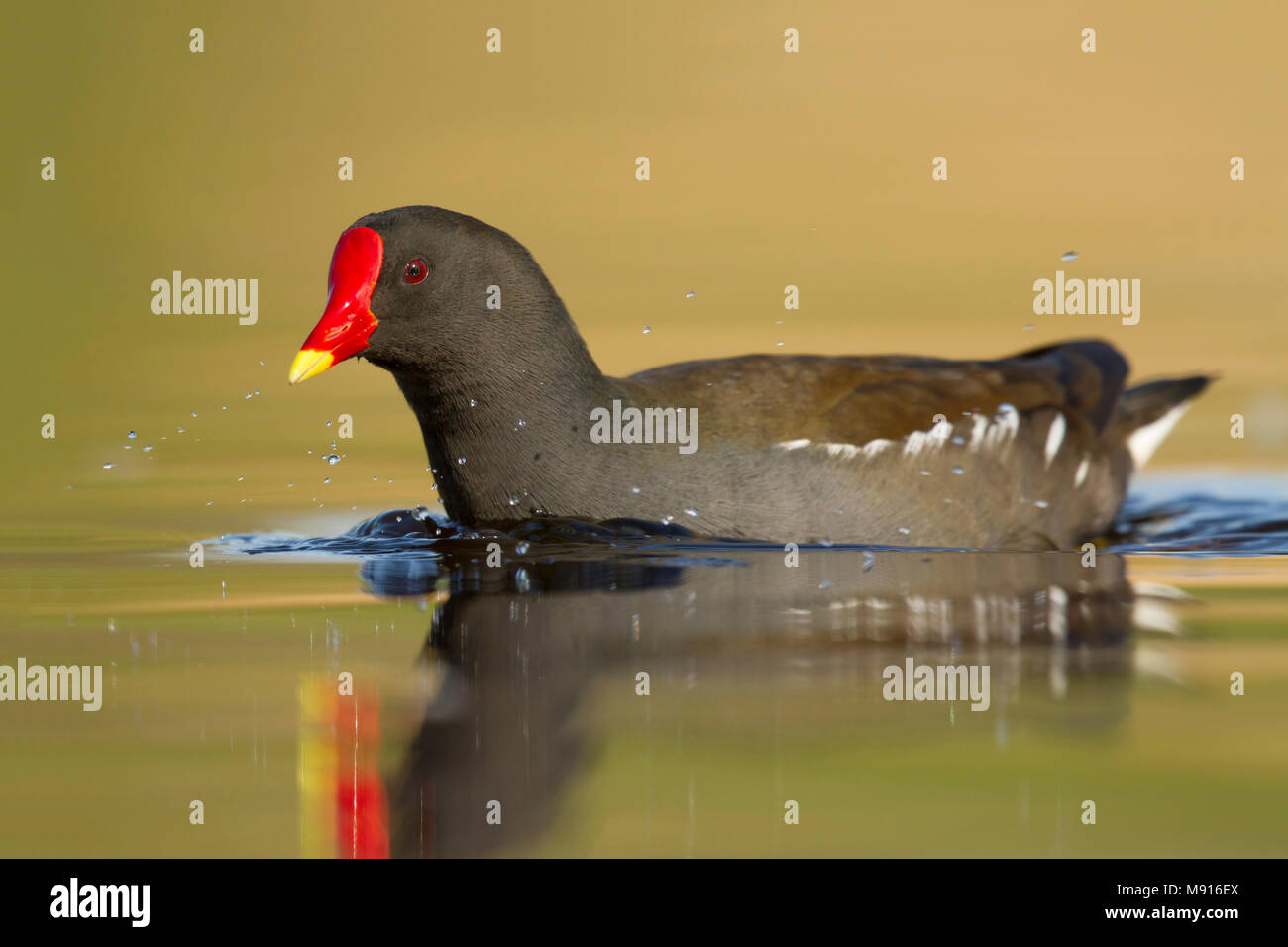 waterhoen laagstandpunt zijzicht;  Moorhen low point of view sideview; Stock Photo