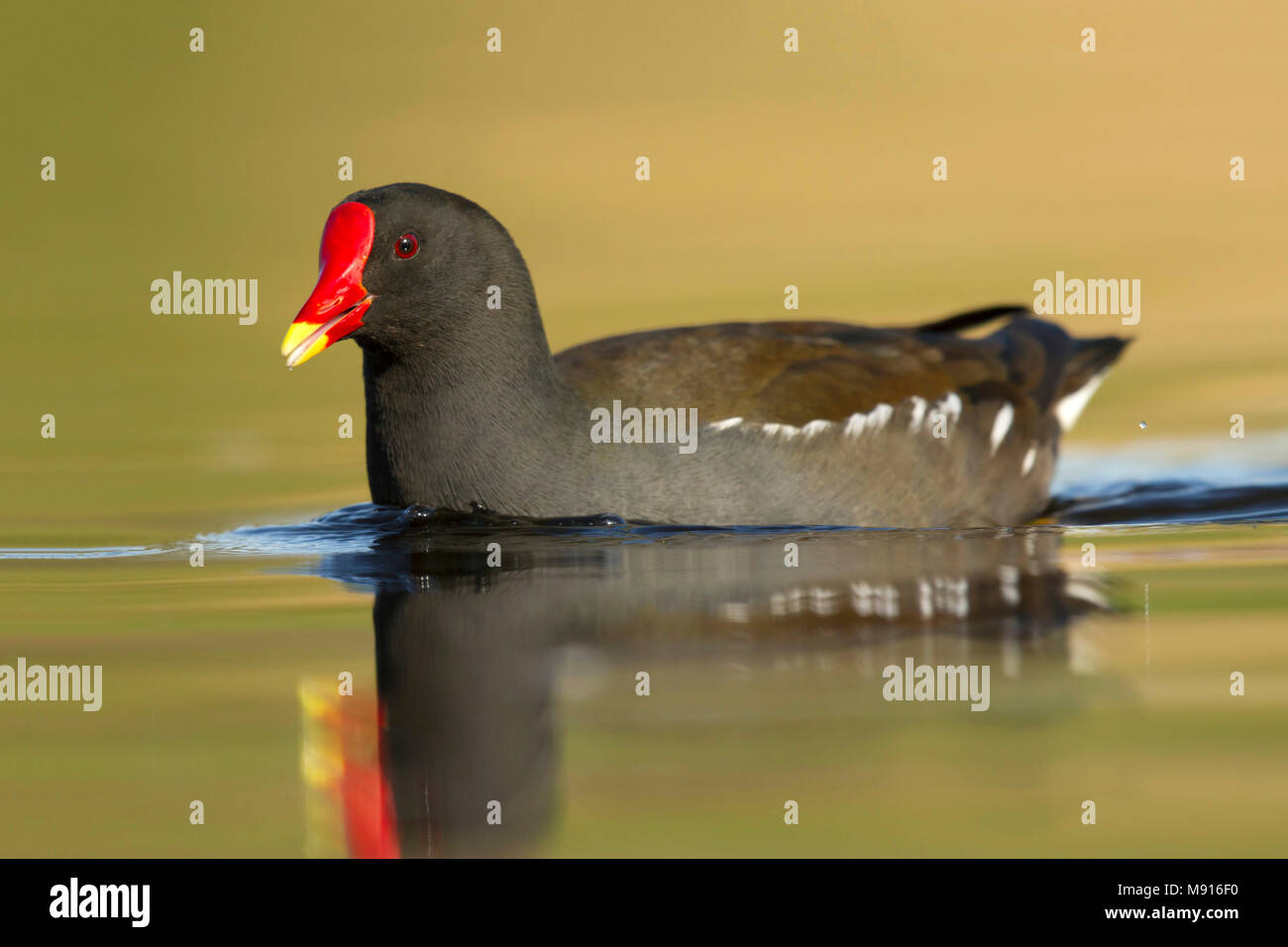 waterhoen laagstandpunt zijzicht;  Moorhen low point of view sideview; Stock Photo
