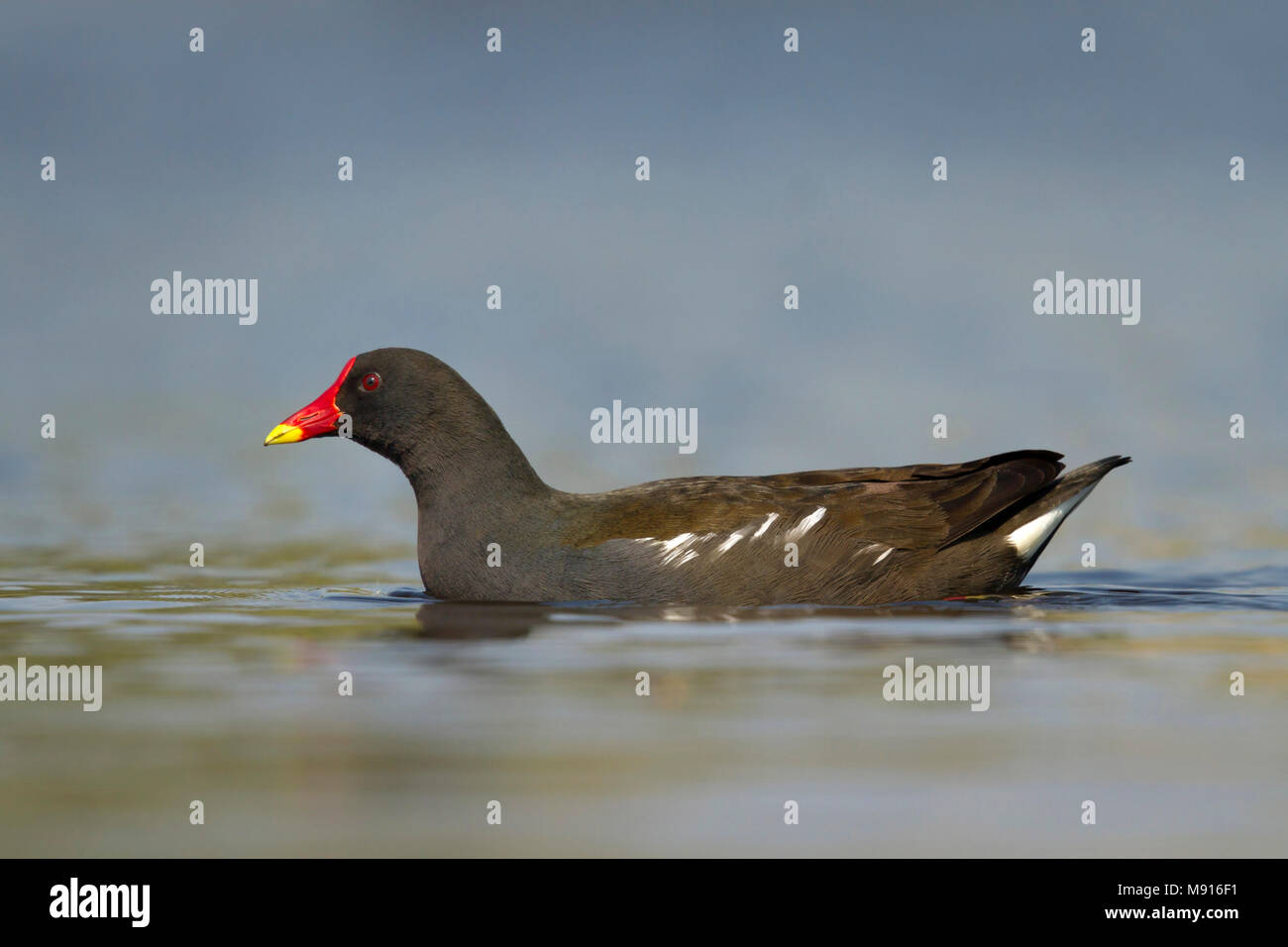 waterhoen laagstandpunt zijzicht;  Moorhen low point of view sideview; Stock Photo