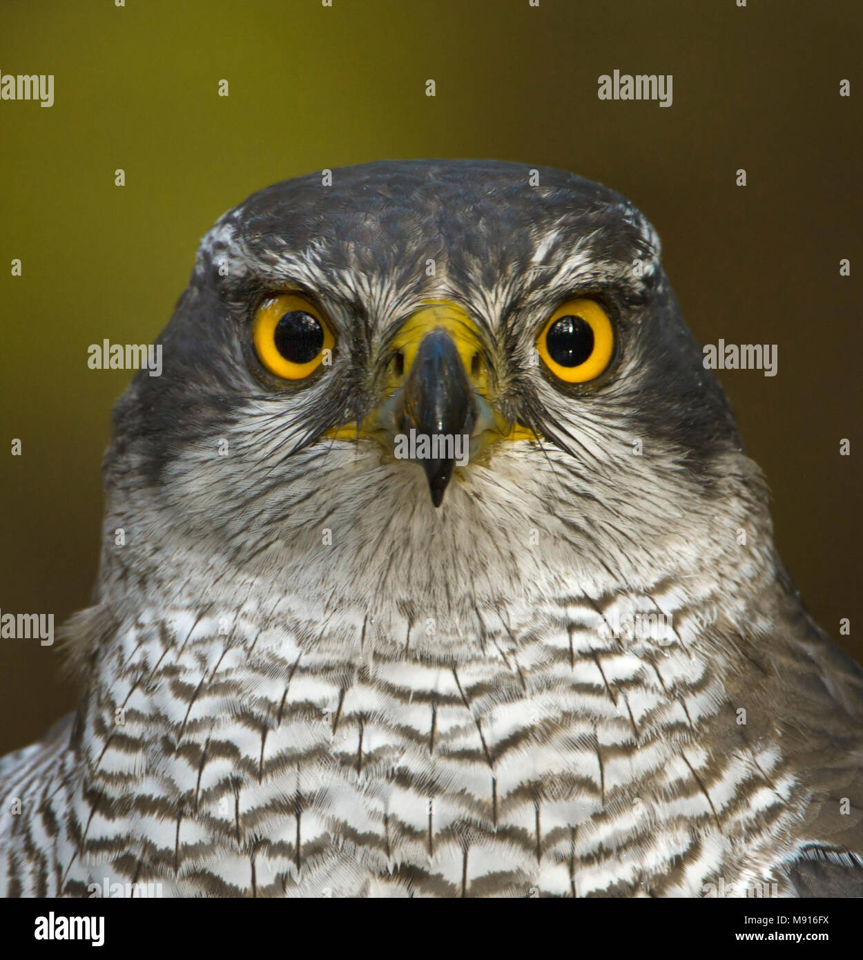 female-yellow-eye-hi-res-stock-photography-and-images-alamy