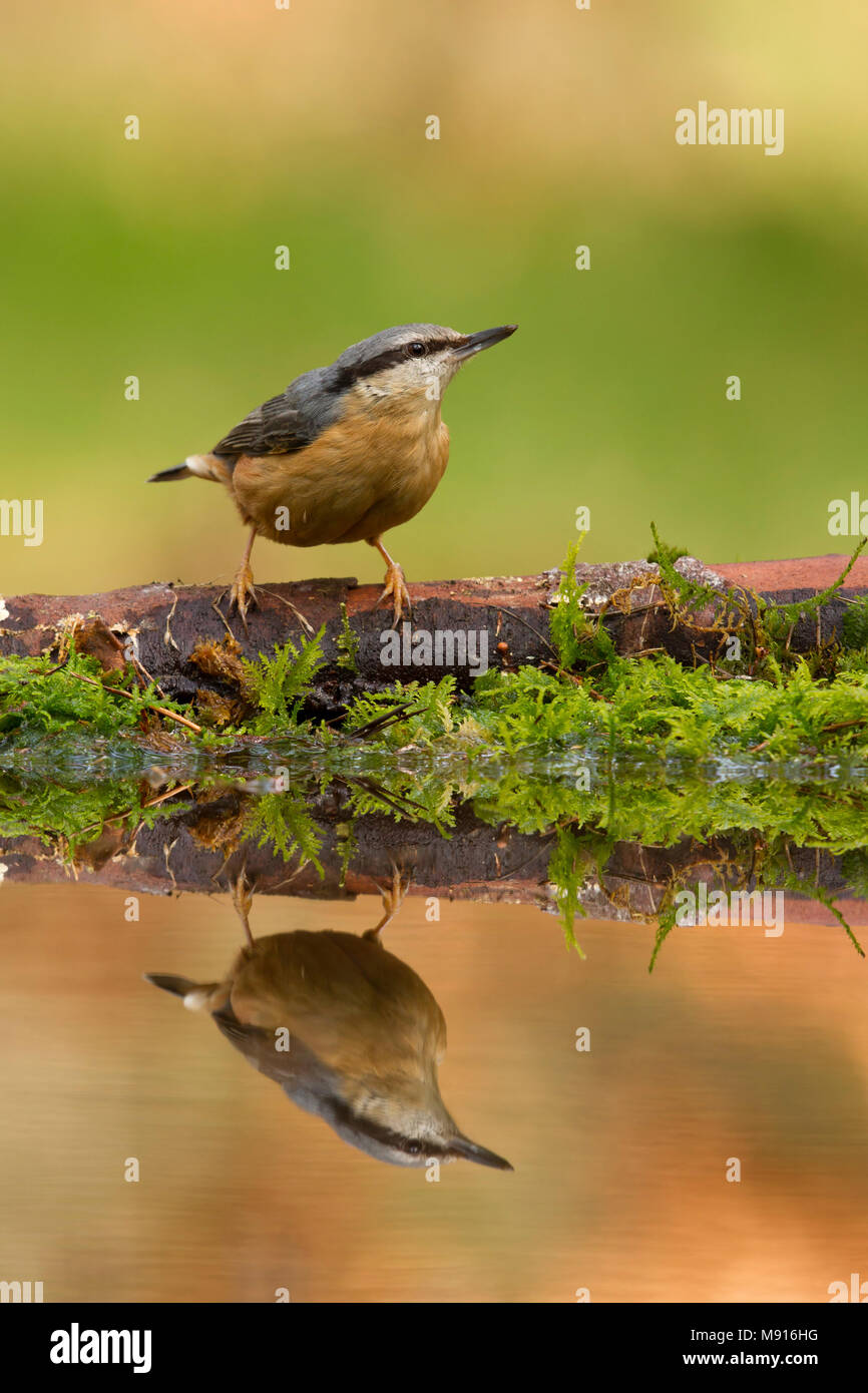 Boomklever reflectie;  European Nuthatch reflection; Stock Photo