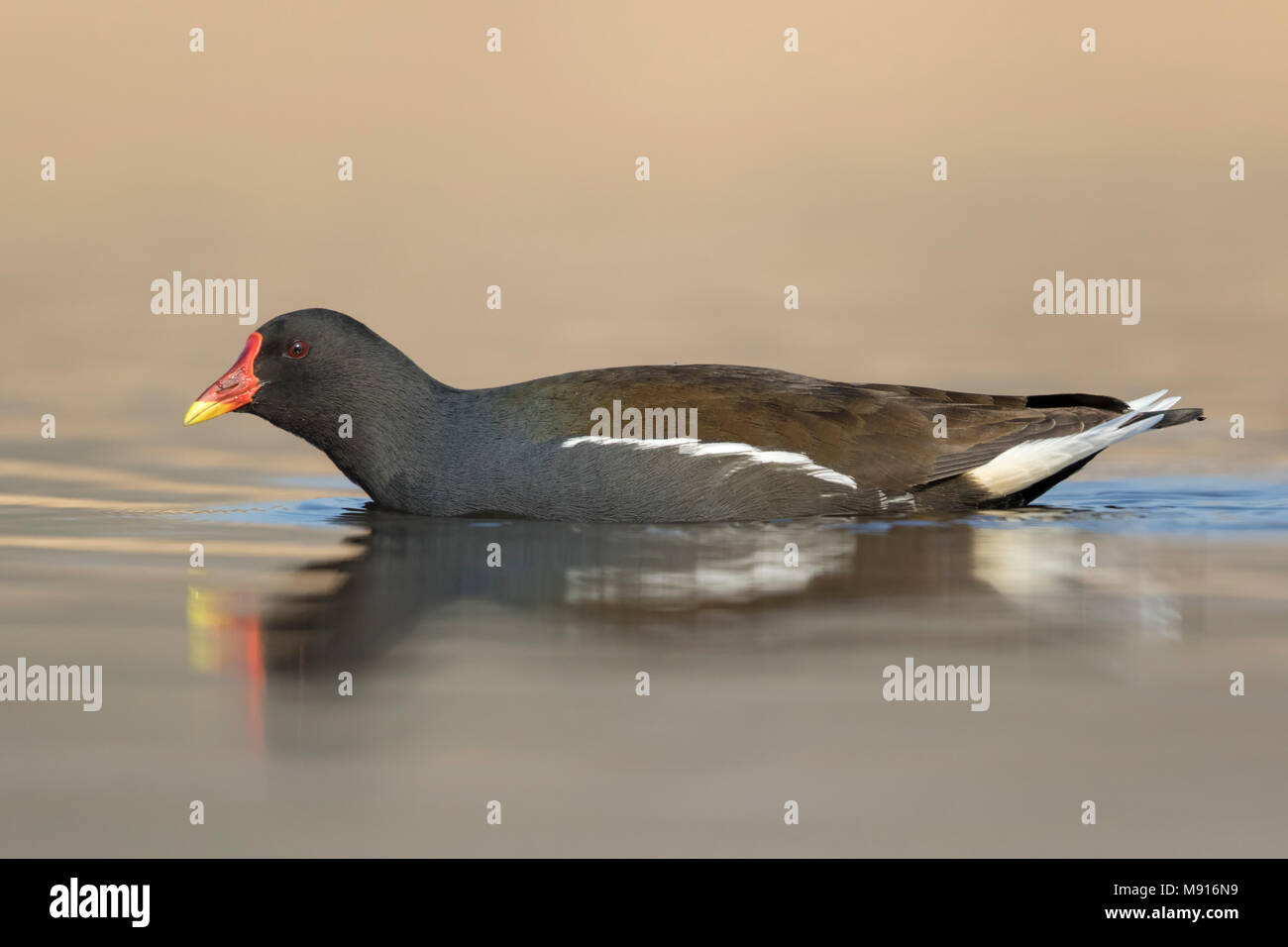 waterhoen zwemmend;  Common Moorhen swimming; Stock Photo