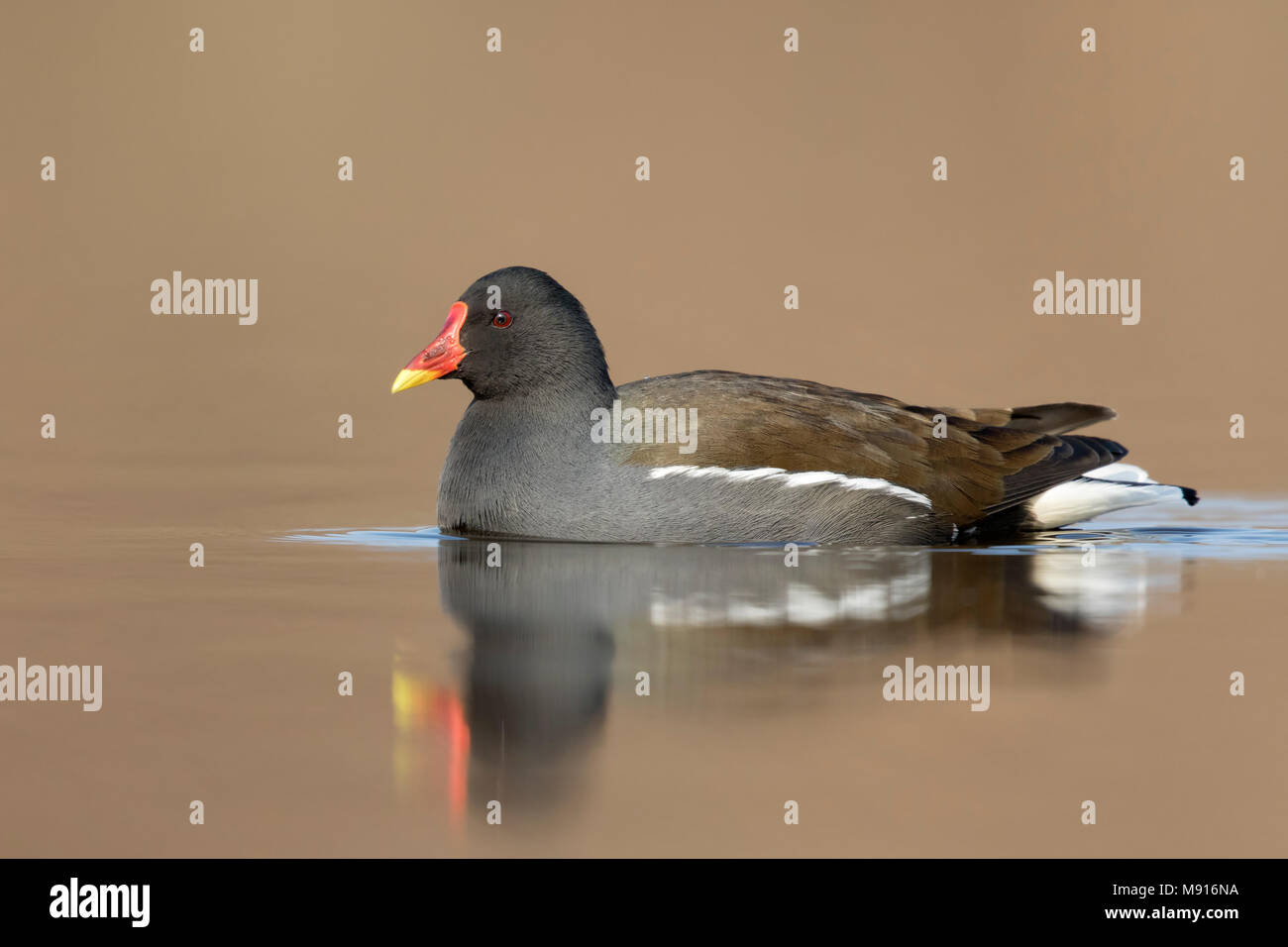 waterhoen zwemmend;  Common Moorhen swimming; Stock Photo