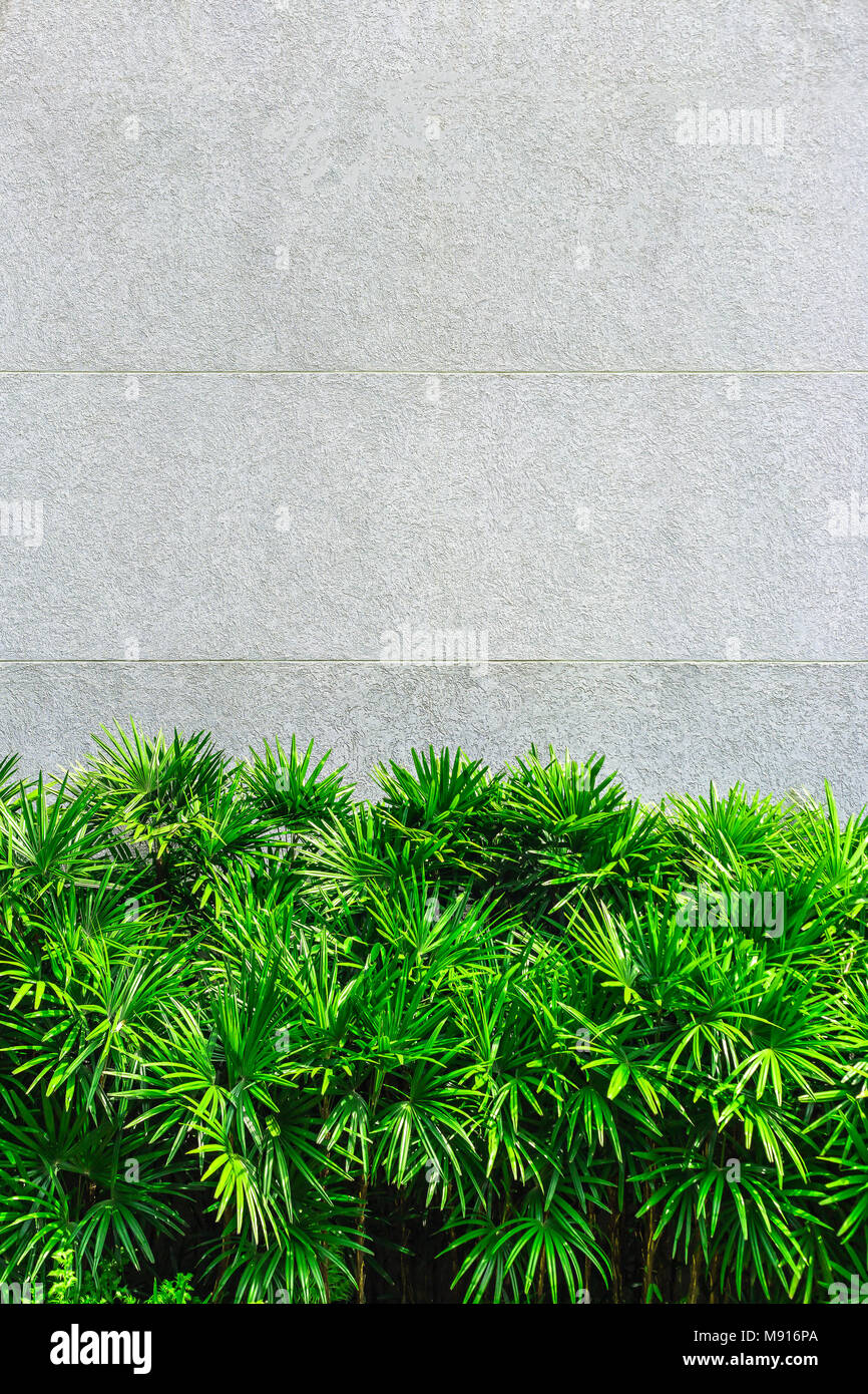 Trees for decoration place in front of the concrete wall. Stock Photo
