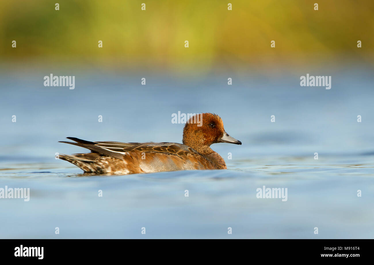 Smient man in eclipse kleed; Eurasian Wigeon in eclips plumage male; Stock Photo