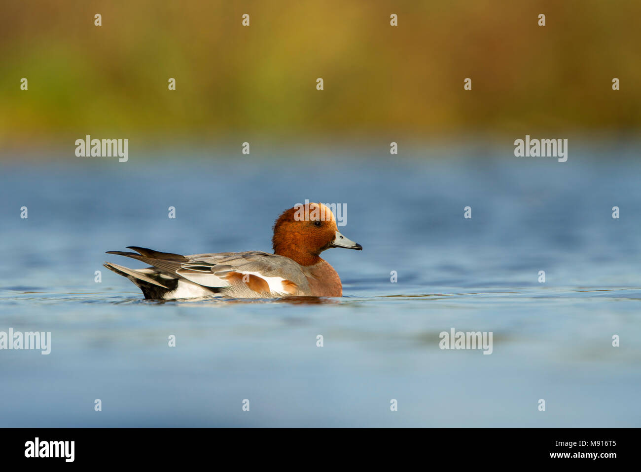 Smient man in eclipse kleed; Eurasian Wigeon in eclips plumage male; Stock Photo