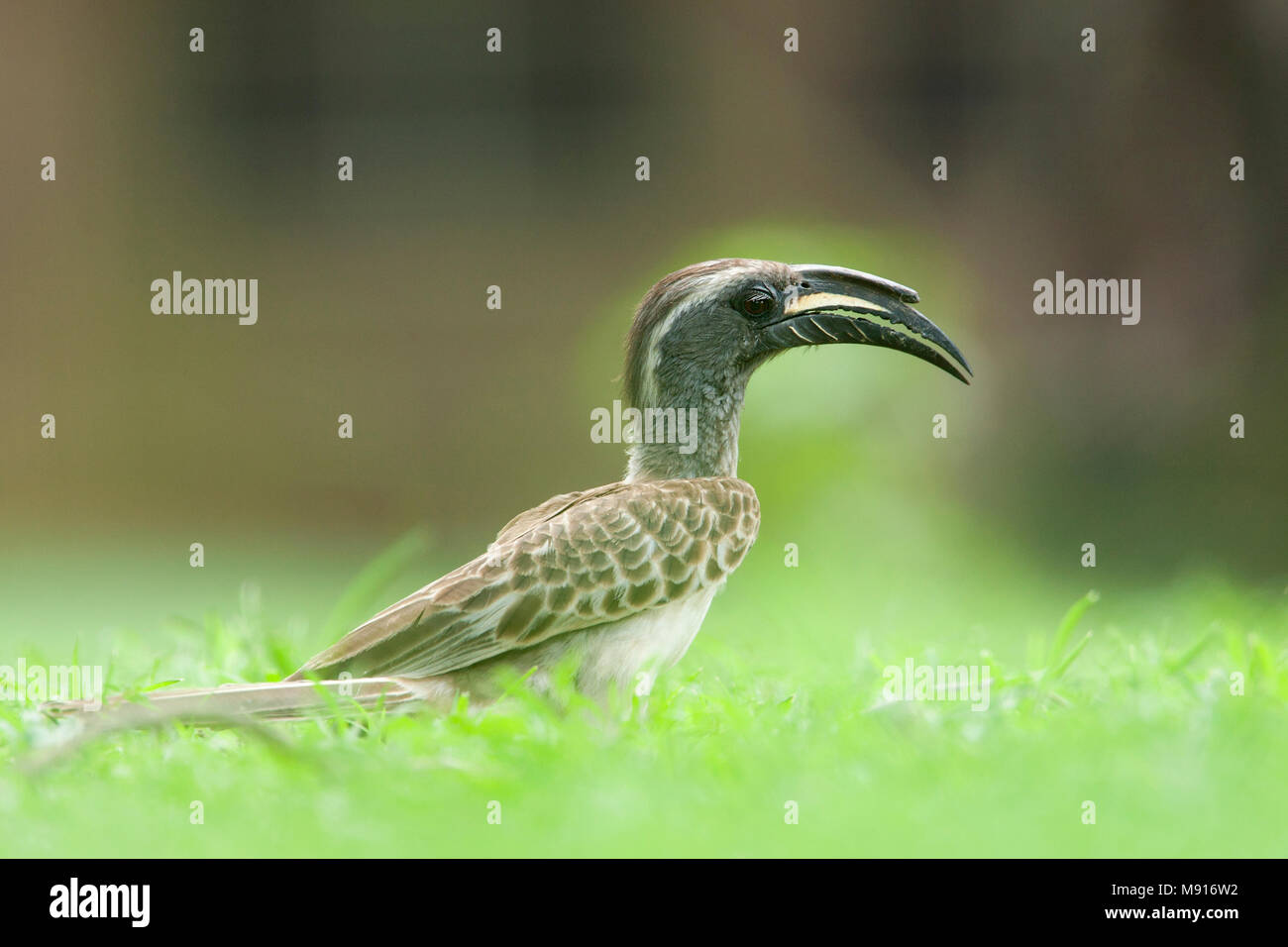 Grijze Tok in het gras, African Grey Hornbill in grass Stock Photo