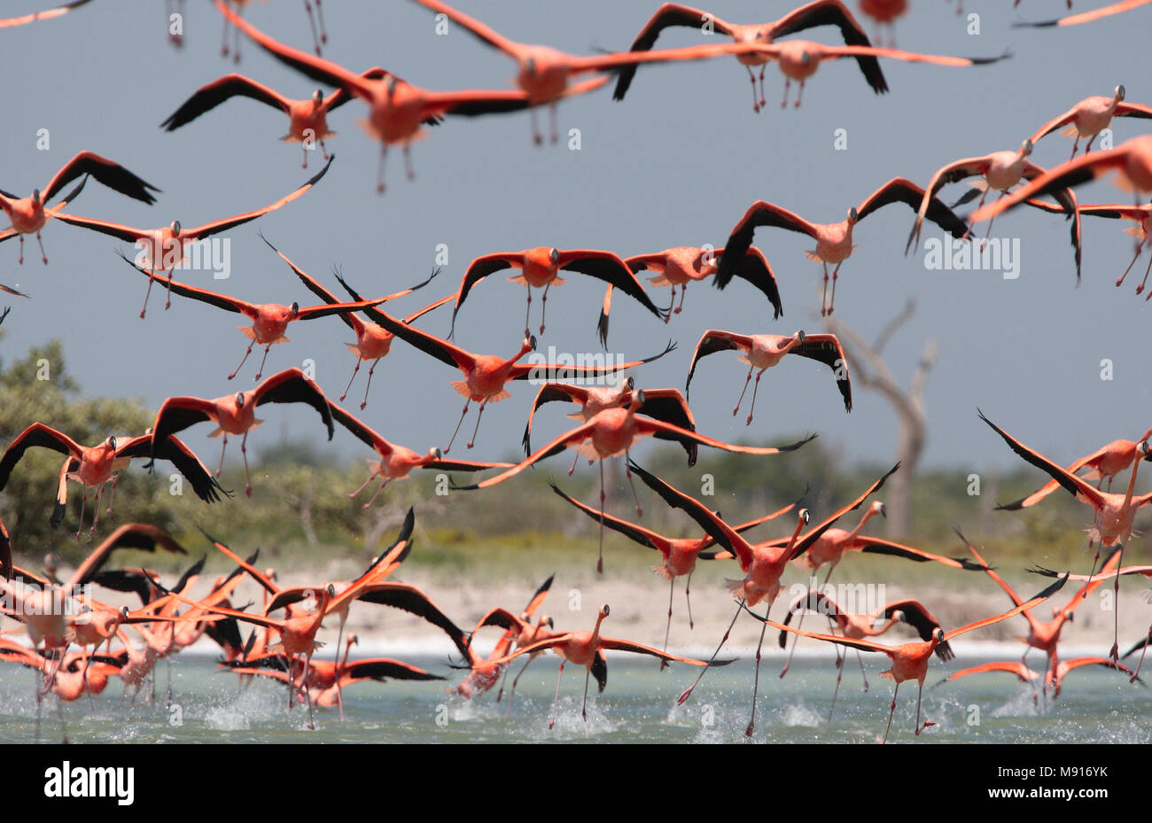 Rode Flamingo een groep in vlucht Mexico, American Flamingo a flock in flight Mexico Stock Photo