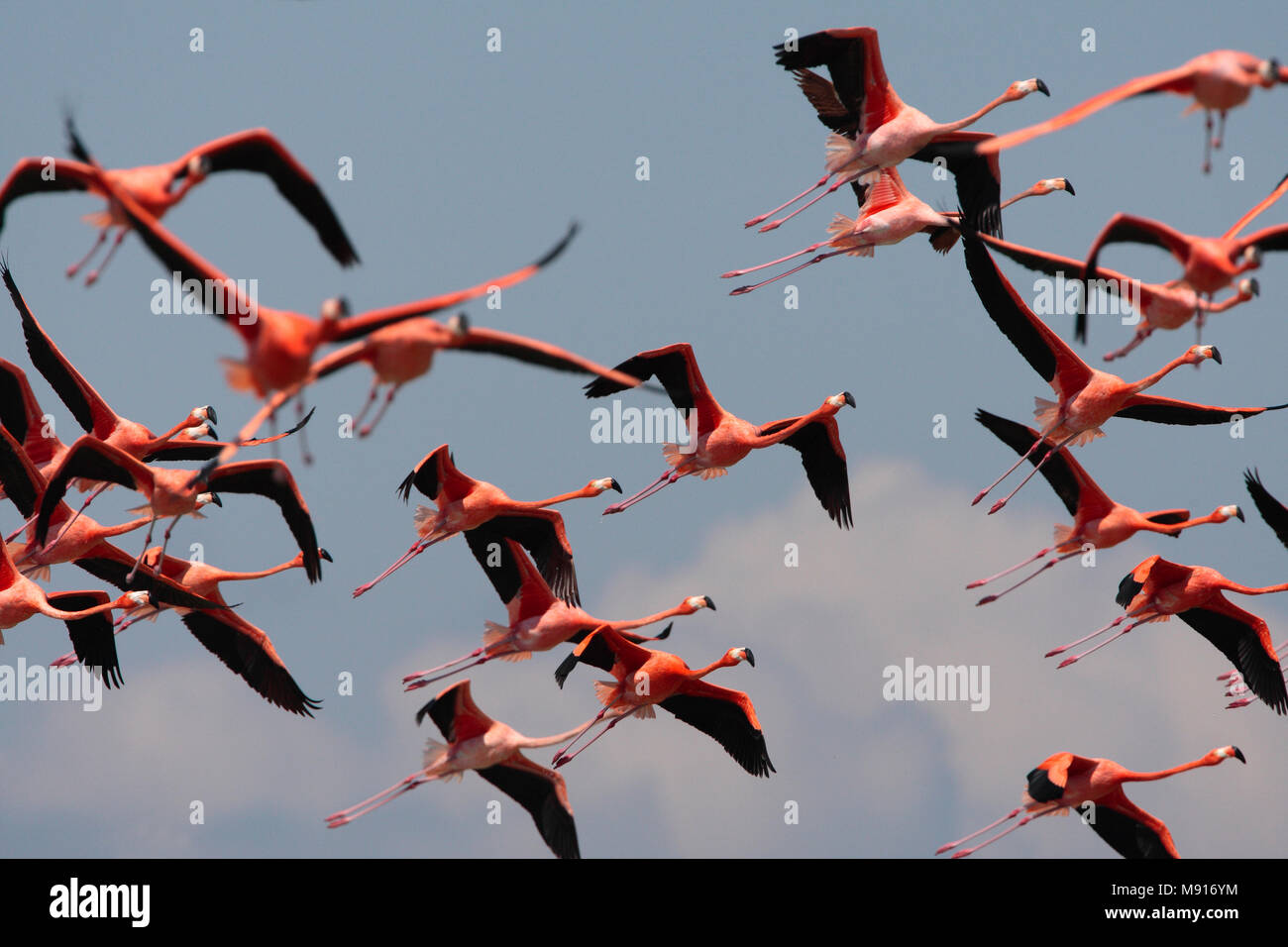 Rode Flamingo een groep in vlucht Mexico, American Flamingo a flock in flight Mexico Stock Photo