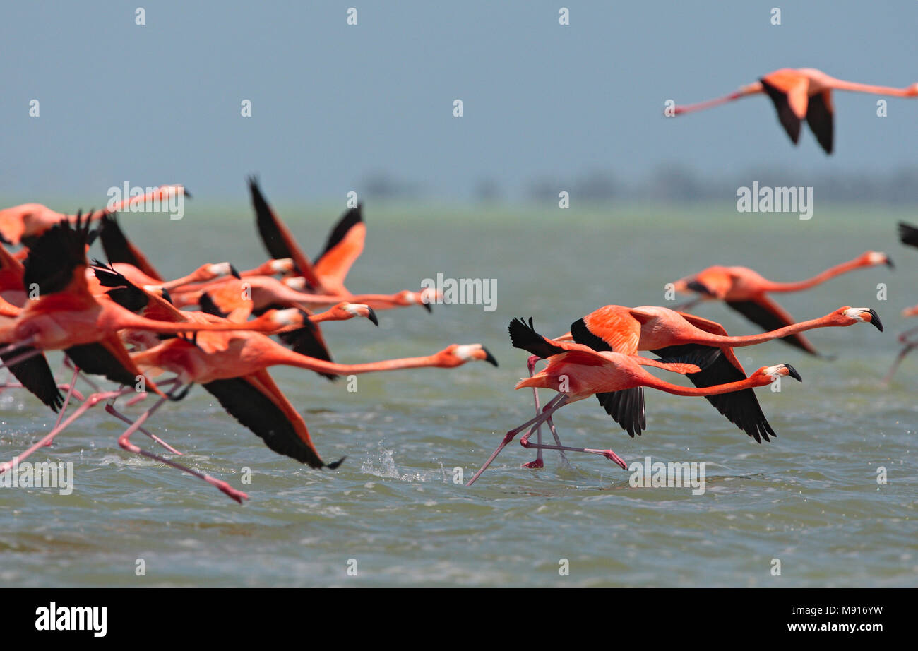 Rode Flamingo een groep opstijgend uit het water Mexico, American Flamingo a flock about to take-off from water Mexico Stock Photo
