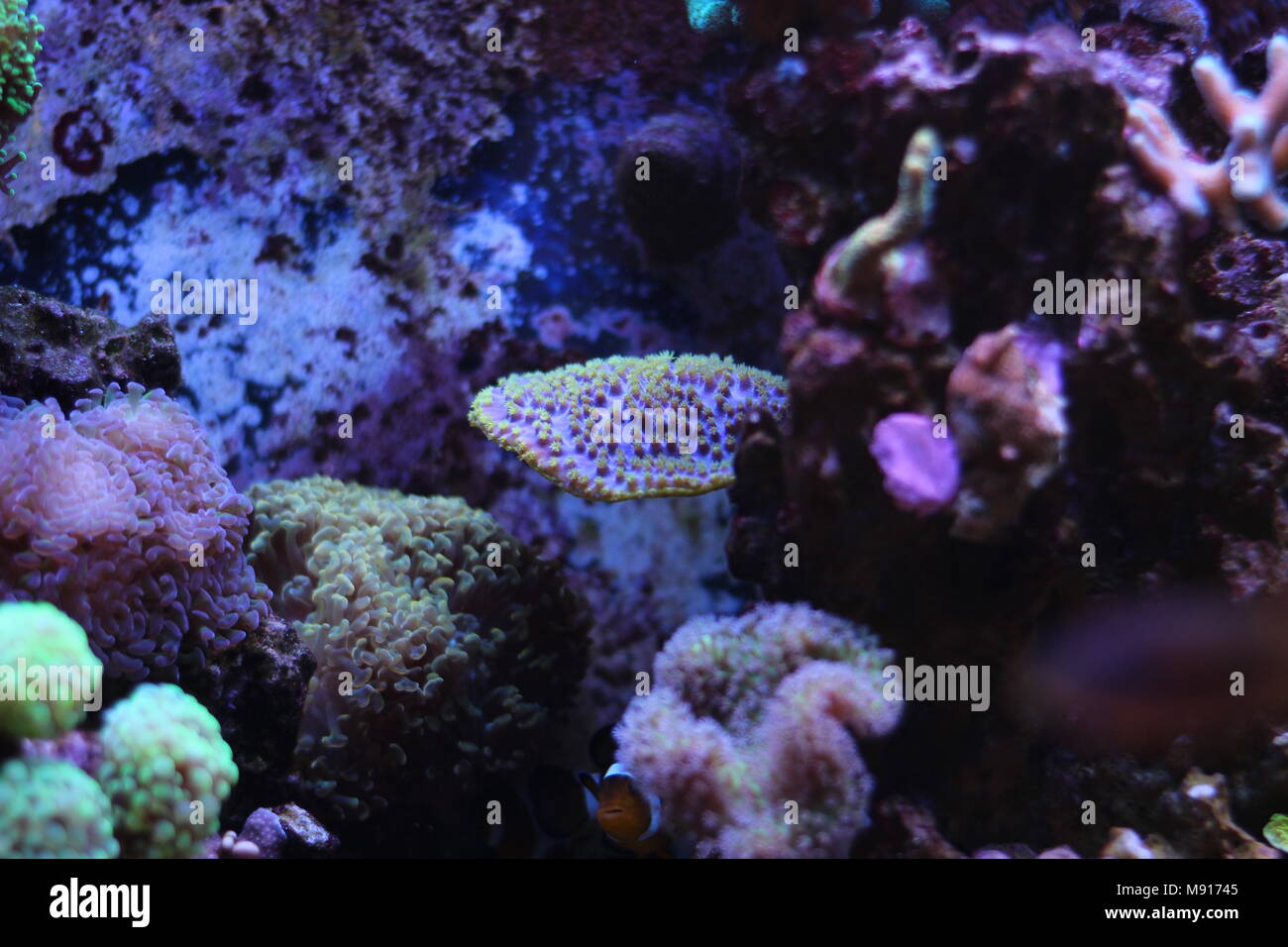 Dream saltwater coral reef aquarium scene Stock Photo