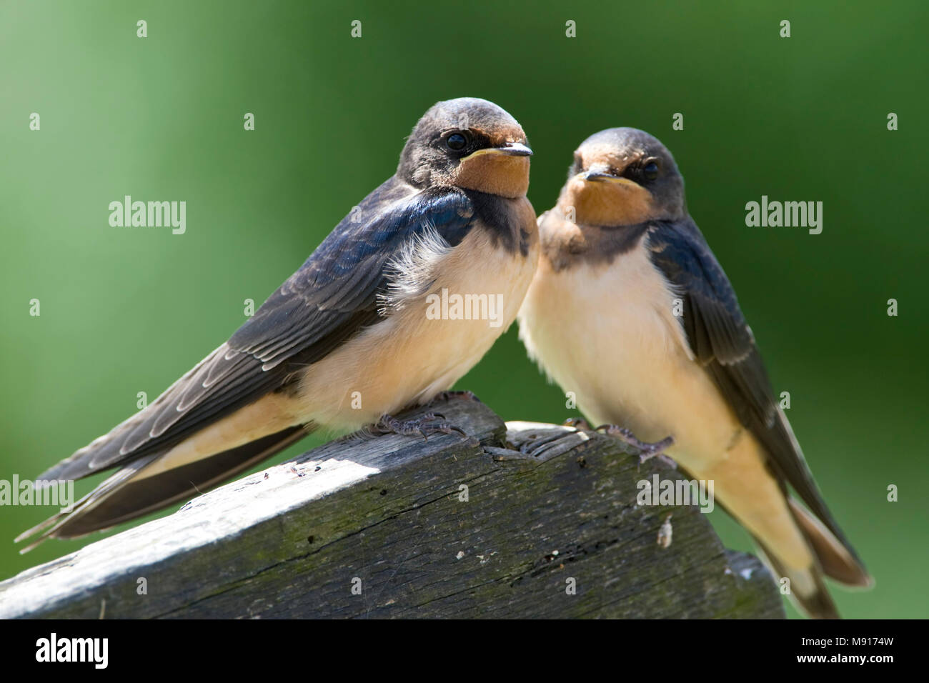 Boerenzwaluw twee onvolwassen vogels zittend Nederland; Barn Swallow two  immature birds perched Netherlands Stock Photo - Alamy