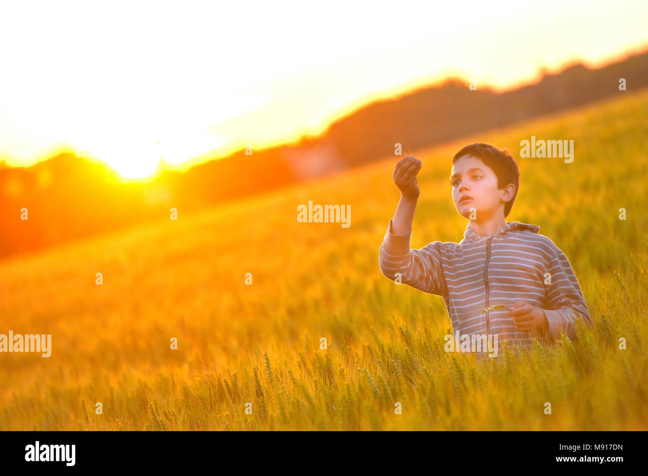 Little boy through a wheat field at sunset Stock Photo