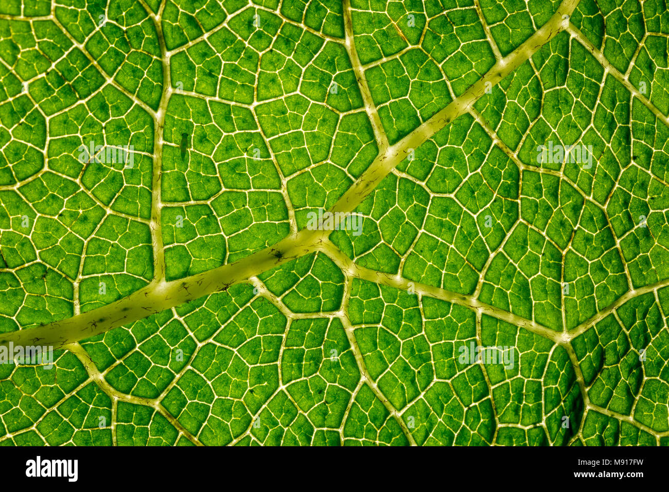 Gunnera leaf underside Stock Photo